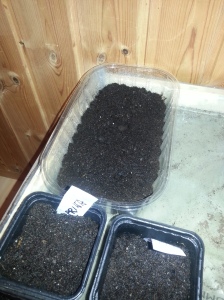 Her er det planta litt Black Krim (russisk type tomat) og tobakk (Virginia Gold)