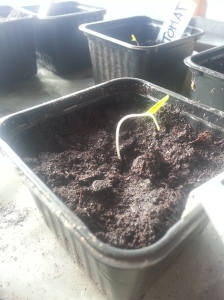 Tomatplante (Black Krim)  Set skikkelig fart!