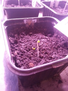 Prøvde å hjelpe denne tomatplanten med å fjerne frøskallet som hang igjen. Det førte til katastrofe og bladene ble revet av. Klarar den å hente seg inn igjen? Me får sjå!