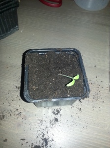 Tomatplanten etter inngrepet i si heilt eigen jord.