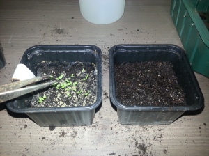 Til venstre ser du det mugginvaderte plantebegeret med eit uvisst antall tobakksplanter som syng på siste side i salmeboka.