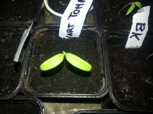 Eine tomatplanten er komt i puberteten. Her kjem blad nummer 3.
