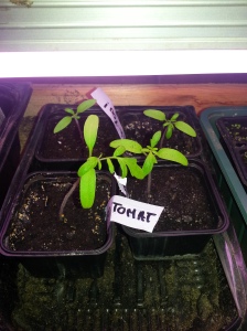 Tomatplantar igjen