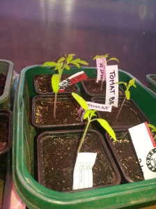 Fleire av tomatplantane som veks som fanden sjølv