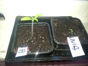 Ein liten tomat og ein Virginia-plante som no skal stå i vindauget ilag ei stund